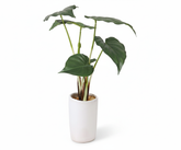 Artificial Alocasia Bonsai Tree - 1.3ft